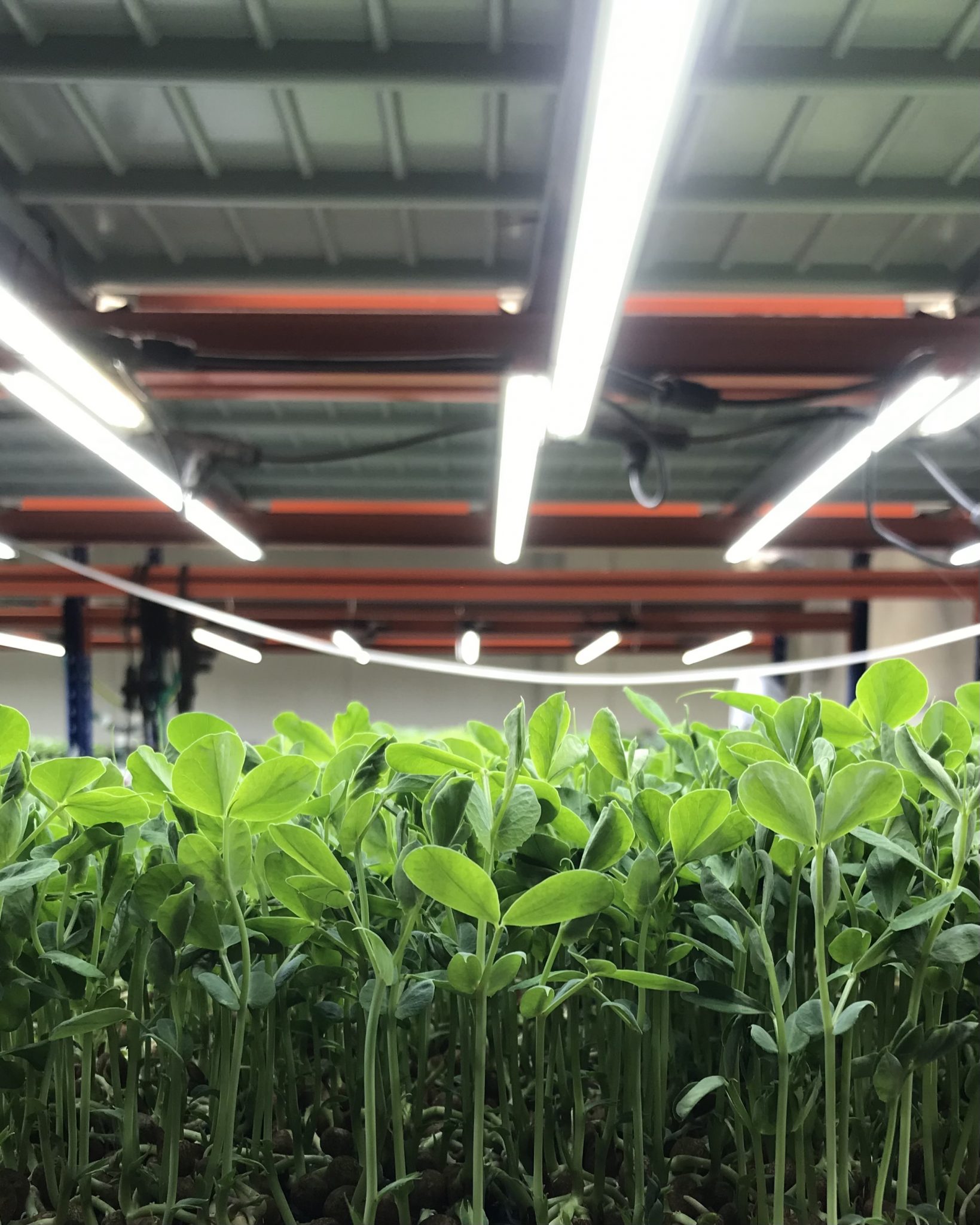 Culture de micro-pousses en environnement contrôlé en intérieur, à Lyon.
